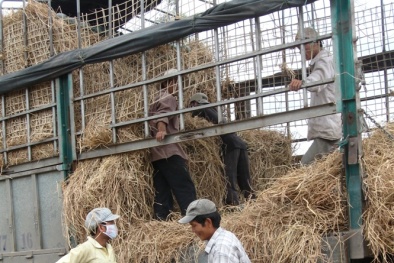 Siết tải, chỉ nông dân và người tiêu dùng thiệt!